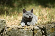 BRITISH SHORTHAIR C032